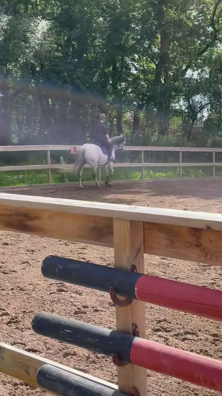 Övrigt hästar till salu: Vill du bli Smokeys nya bästis?  i Viken - Video 5