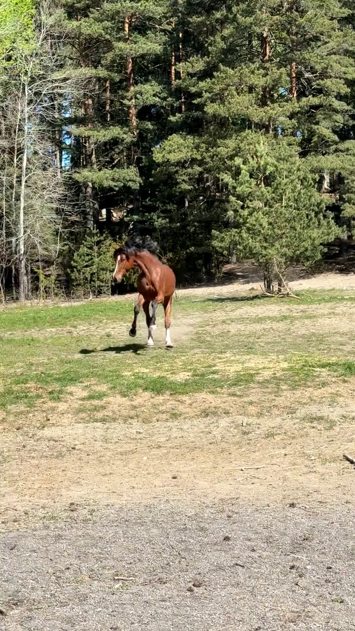 Hoppning hästar till salu: Storhoppande kille för satsande ryttare  - Video 2