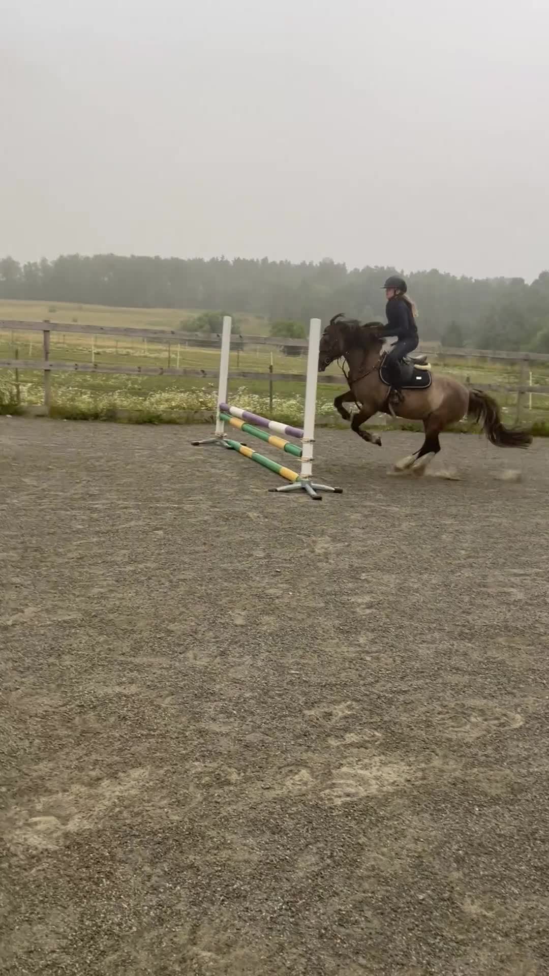 Allround hästar till salu: Ponny med egen vilja söker nytt hem  - Video 3