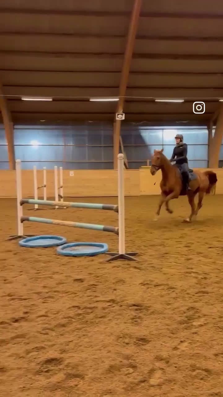 Allround hästar till salu: Ambitiös, välriden valack med kapacitet i Alingsås - Video 1