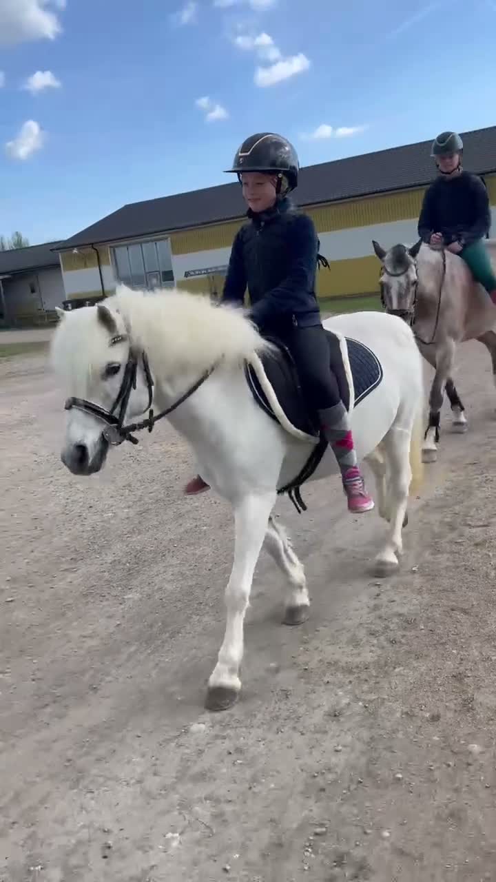 Allround hästar till salu: Vår ögonsten i Vollsjö - Video 2