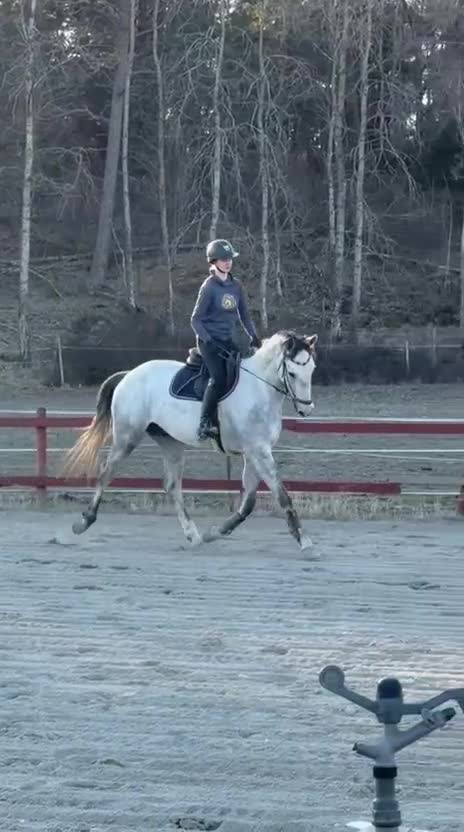 Fälttävlan hästar till salu: 🌟 Emil 🌟 i Kungsängen - Video 2