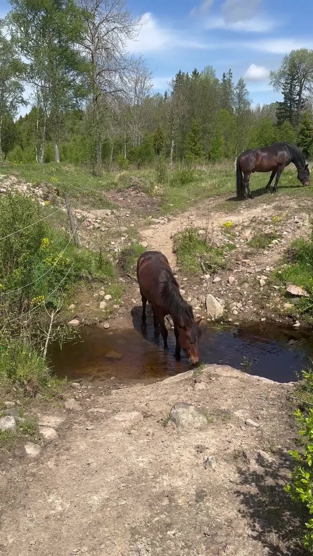 Allround hästar till salu: Åring, korsning PRE och kallblodstravare - Video 1