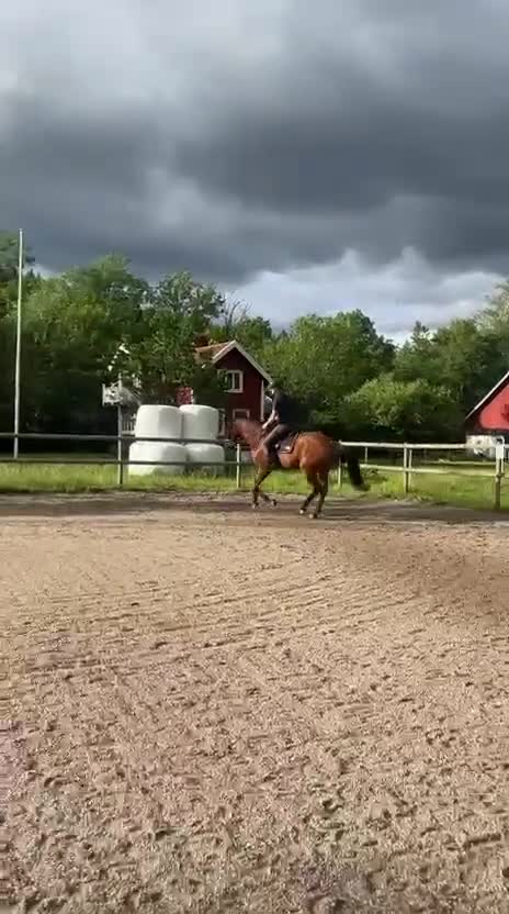Dressyr hästar till salu: SWB sto -23 - Video 1