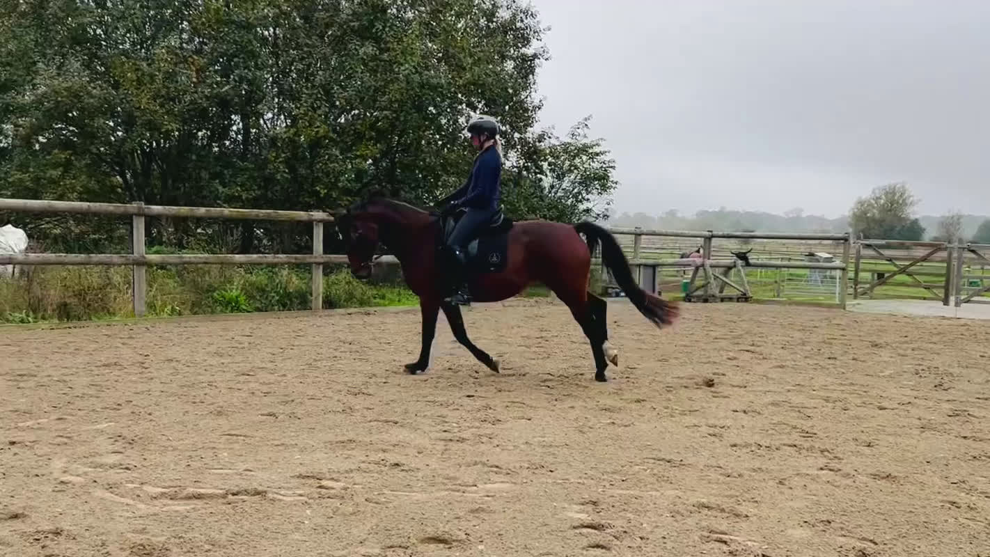 Dressyr hästar till salu: Fint sto efter Totilas Ampere i Flyinge - Video 5