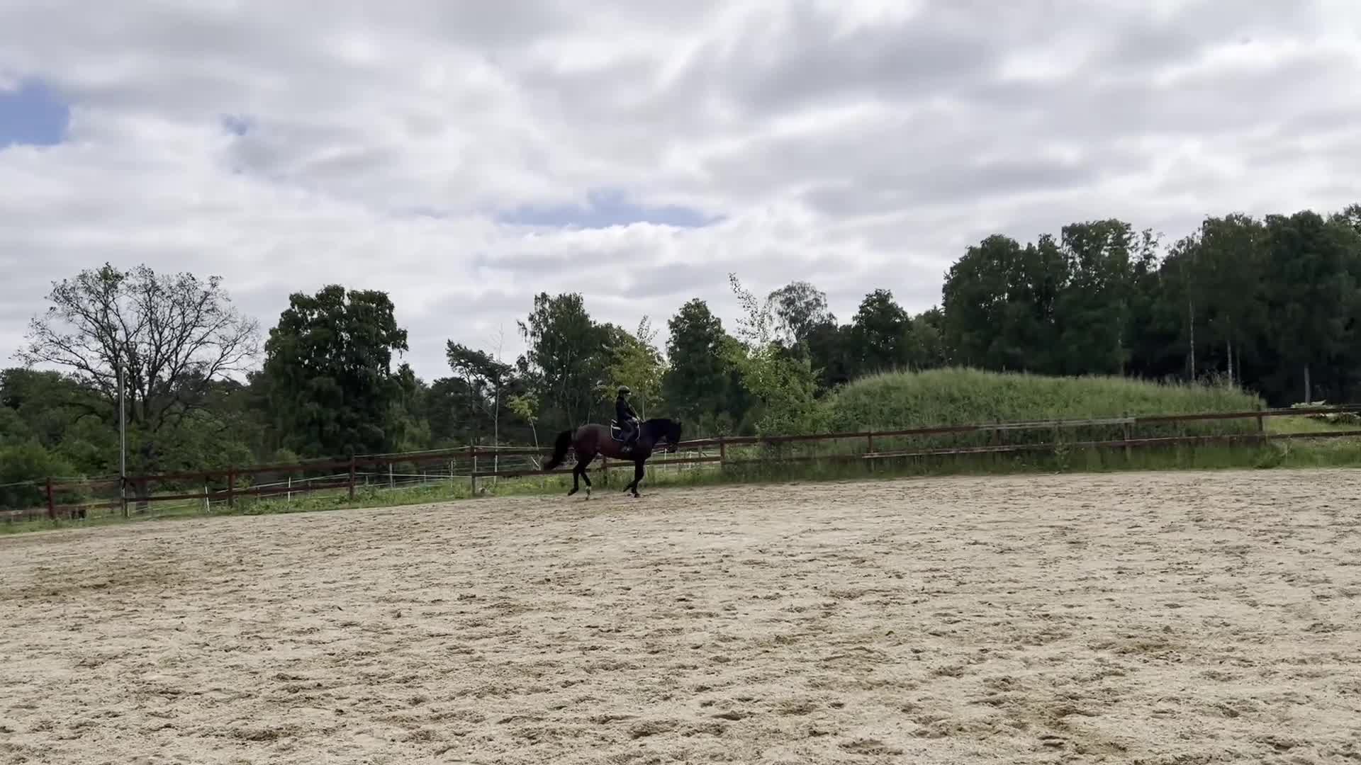 Allround hästar till salu: Rolig hobbyhäst - Video 1