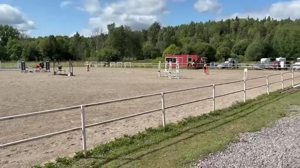 Hoppning hästar till salu: Guldponny - Video 5