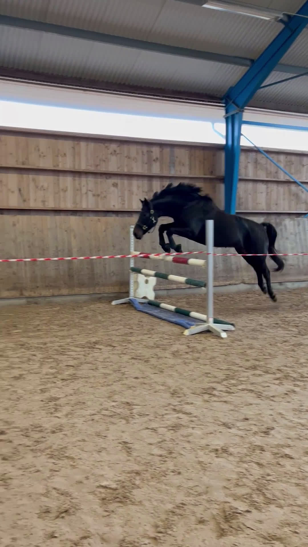 Allround hästar till salu: Hoppglad kille söker ny bästa vän! i Klippan - Video 3