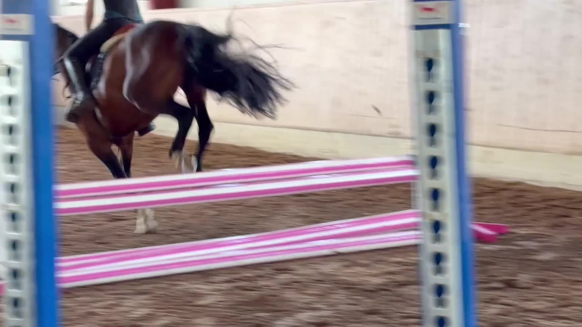 Allround hästar till salu: Connemara valack 🐴 - Video 4