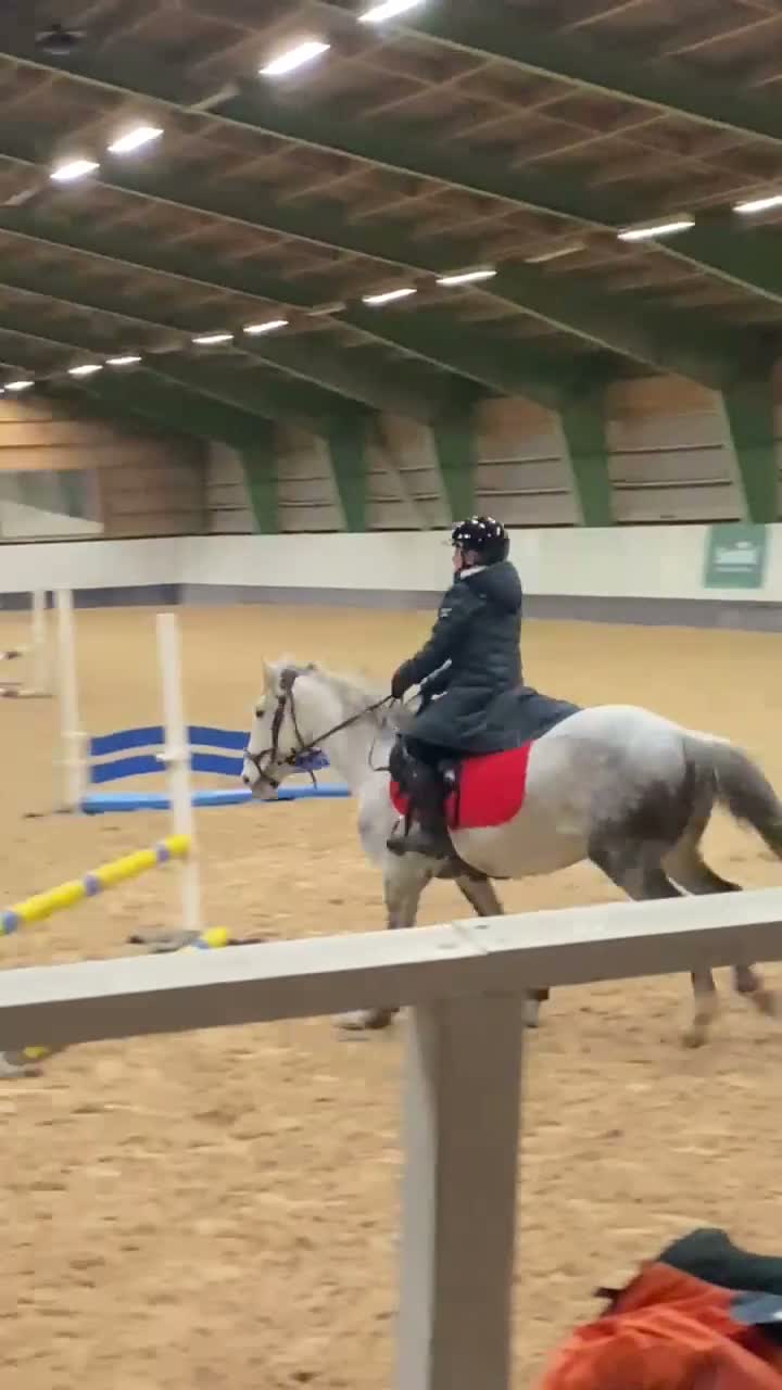 Allround hästar till salu: Trevlig och snäll ponny - Video 2