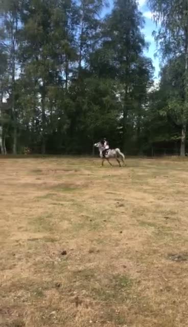 Allround hästar till salu: Lyxig hobbyponny för hopp och dressyr - Video 4