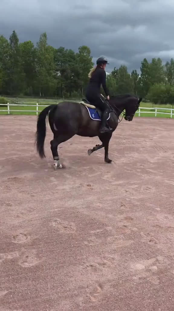 Allround hästar till salu: Vackert sto till ridning eller avel i Orsa - Video 1