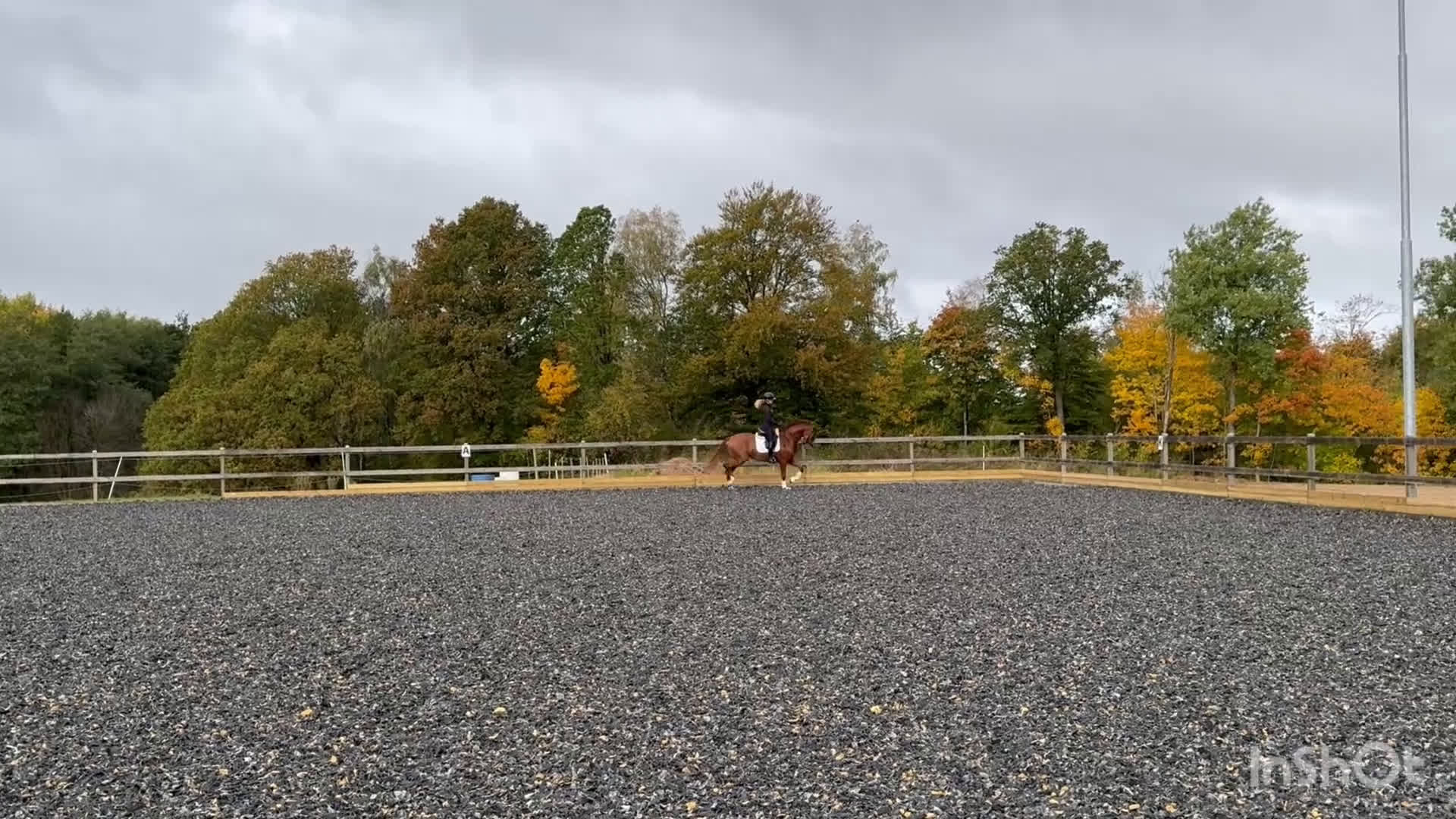 Dressyr hästar till salu: Rörlig gångartstalang e. Freetown  - Video 1