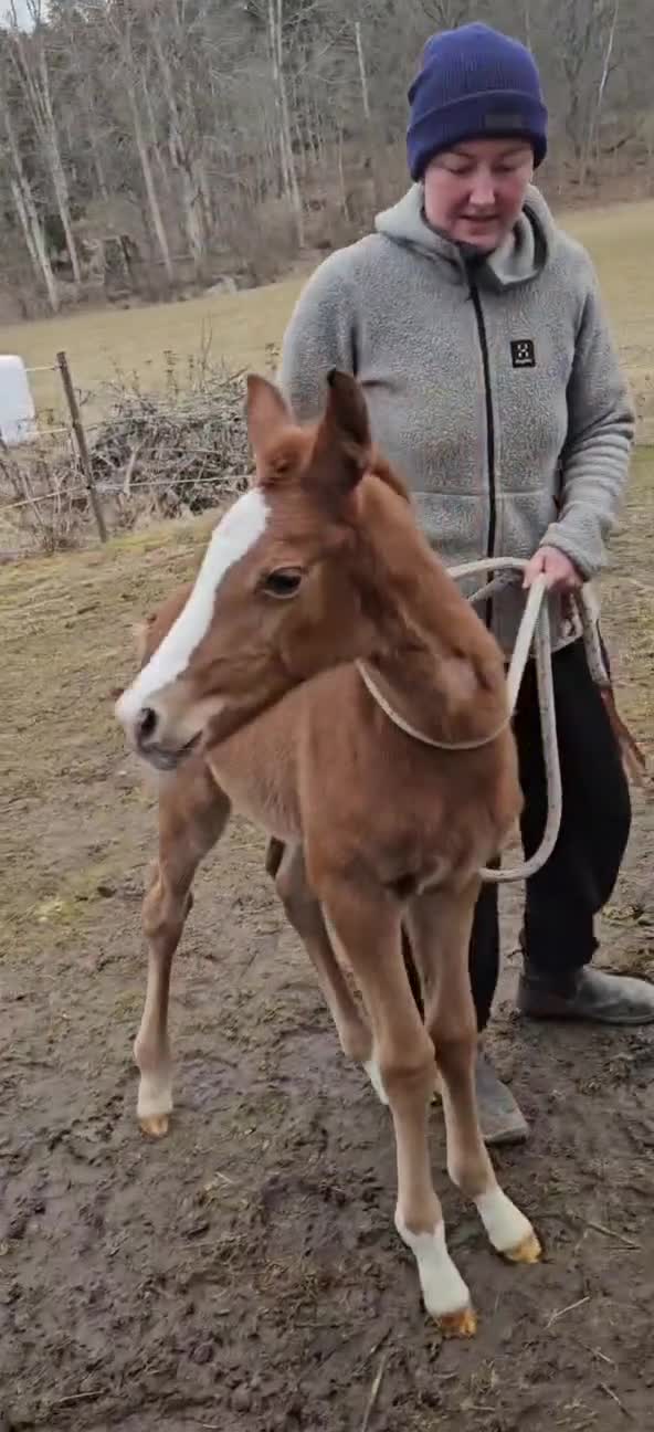 Hoppning hästar till salu: Framtida stjärna ur prestations-möderne - Video 5