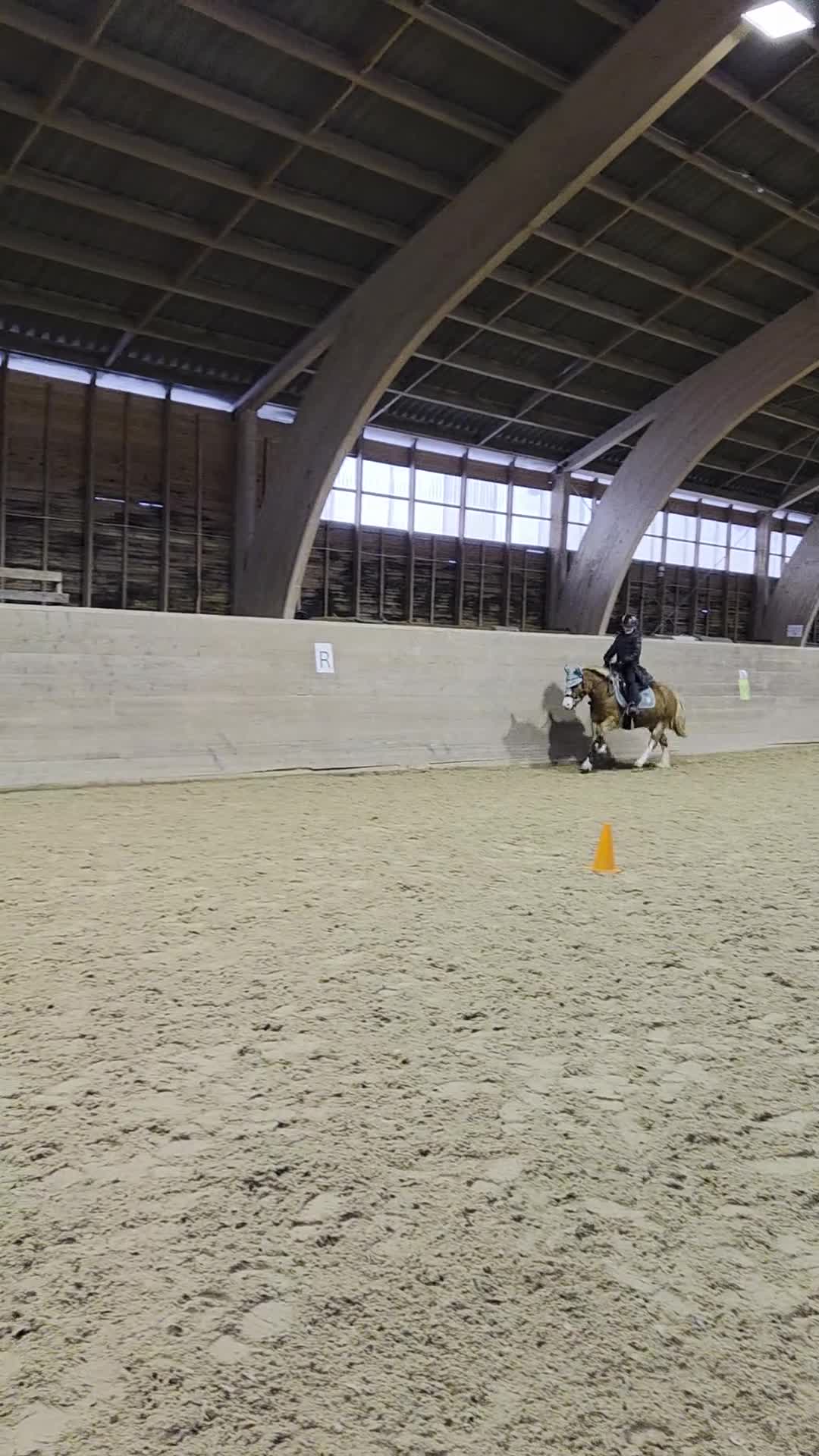 Allround hästar till salu: Sött whelssto, barnponny. - Video 1