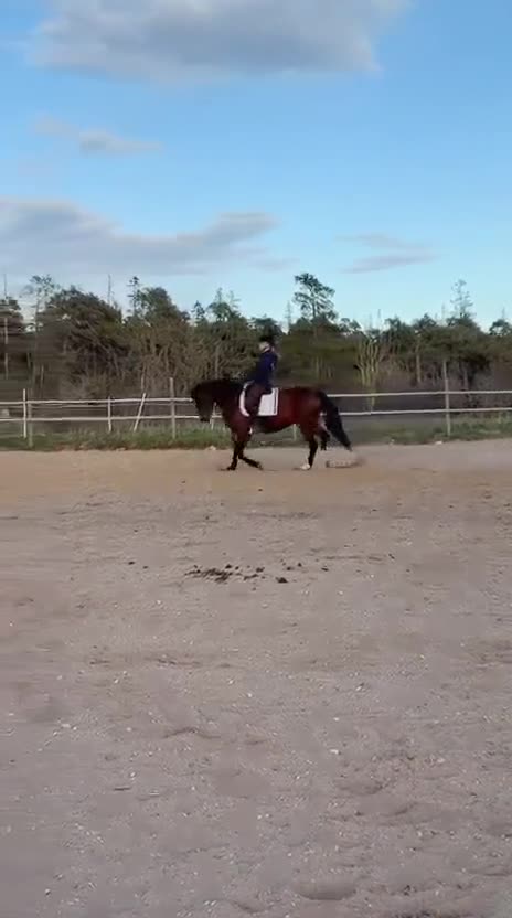 Allround hästar till salu: Svensk ridponny med toppstam - Video 3