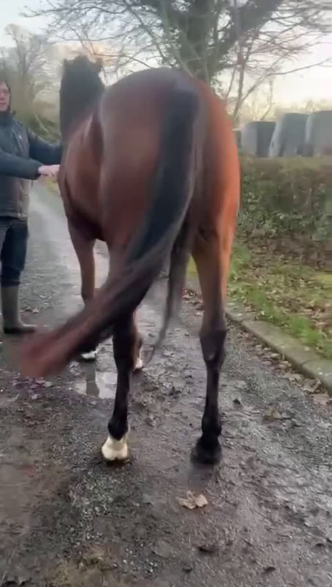 Allround hästar till salu: Vackert och supertrevligt ISH sto! ⭐️ - Video 2