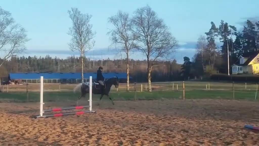 Allround hästar till salu: Trevlig knabstrupperkorsning tillsalu i Hällingsjö - Video 4