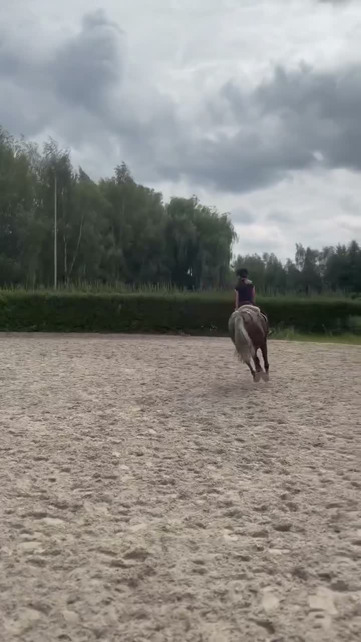 Hoppning hästar till salu: Amazing C-pony  - Video 2