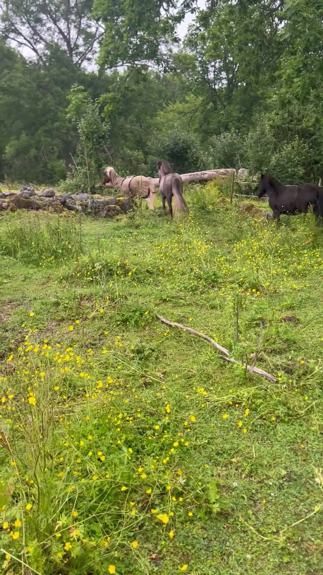 Island hästar till salu: Dísa- Sto 2 år i Korsberga - Video 2