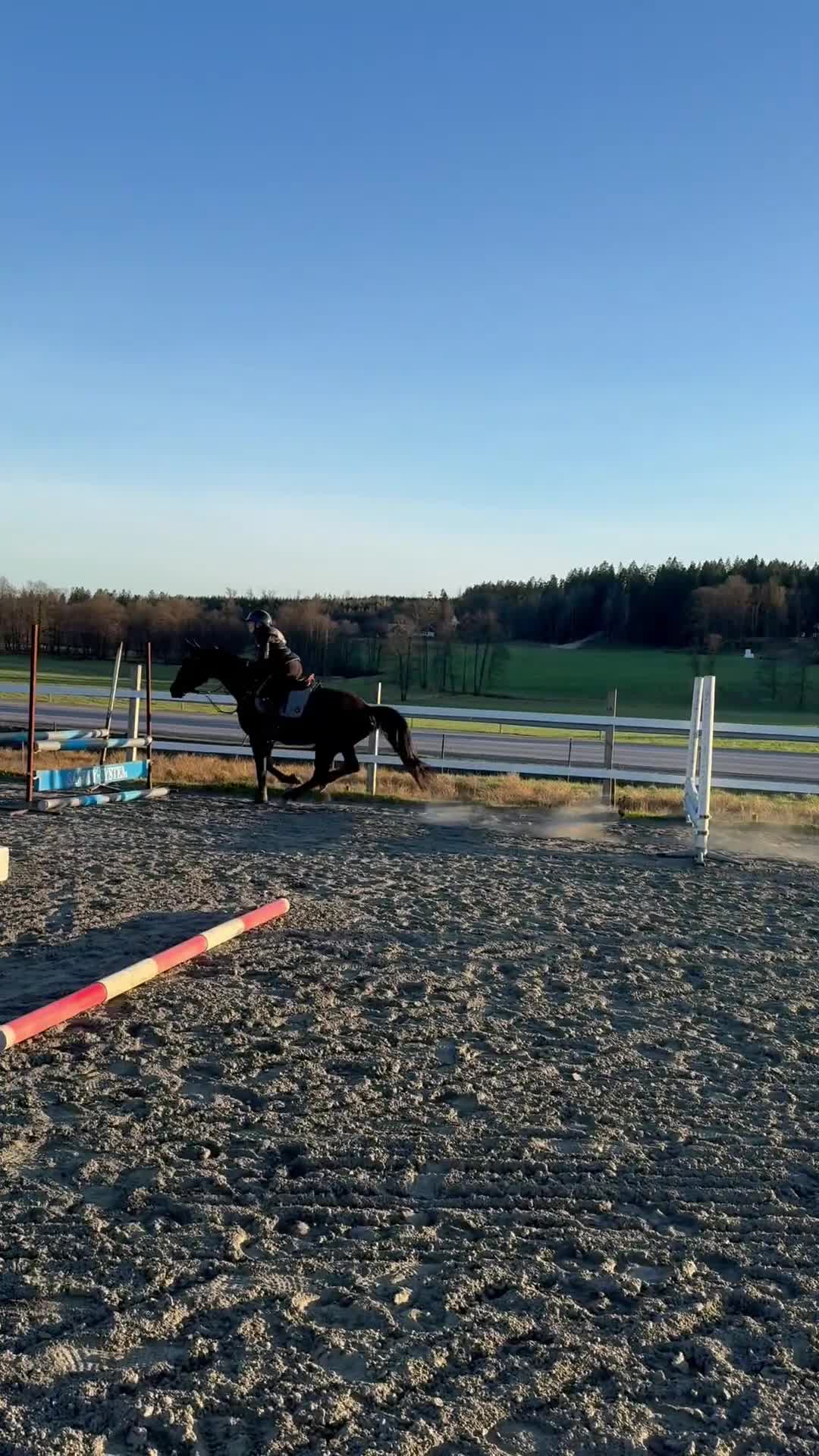 Hoppning hästar till salu: Framtidsämne! - Video 3