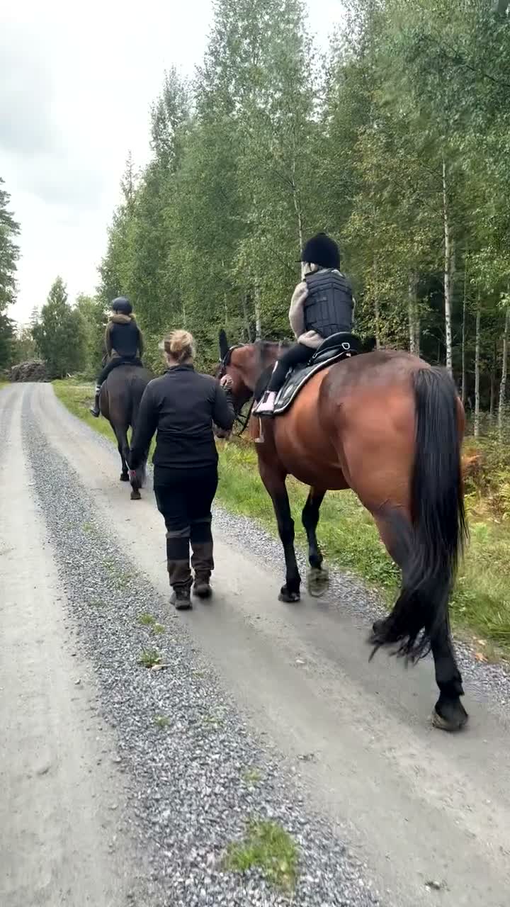 Allround hästar till salu: Varmblodssto född 2016 -En riktig Pärla ❤️ - Video 1