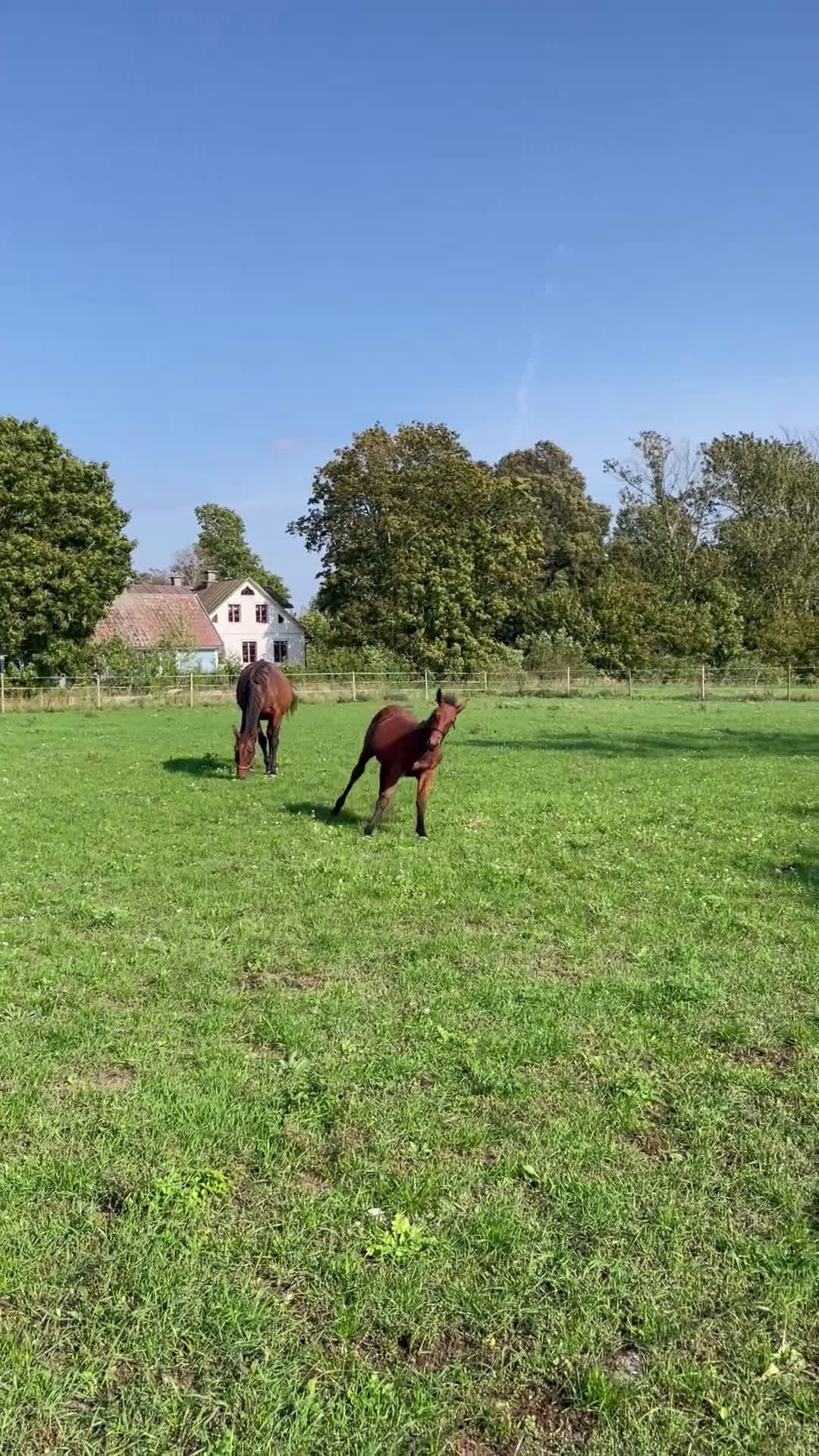 Hoppning hästar till salu: Stoföl e. Cosmos Hästak ue. Heartbeat  i Mörbylånga - Video 4