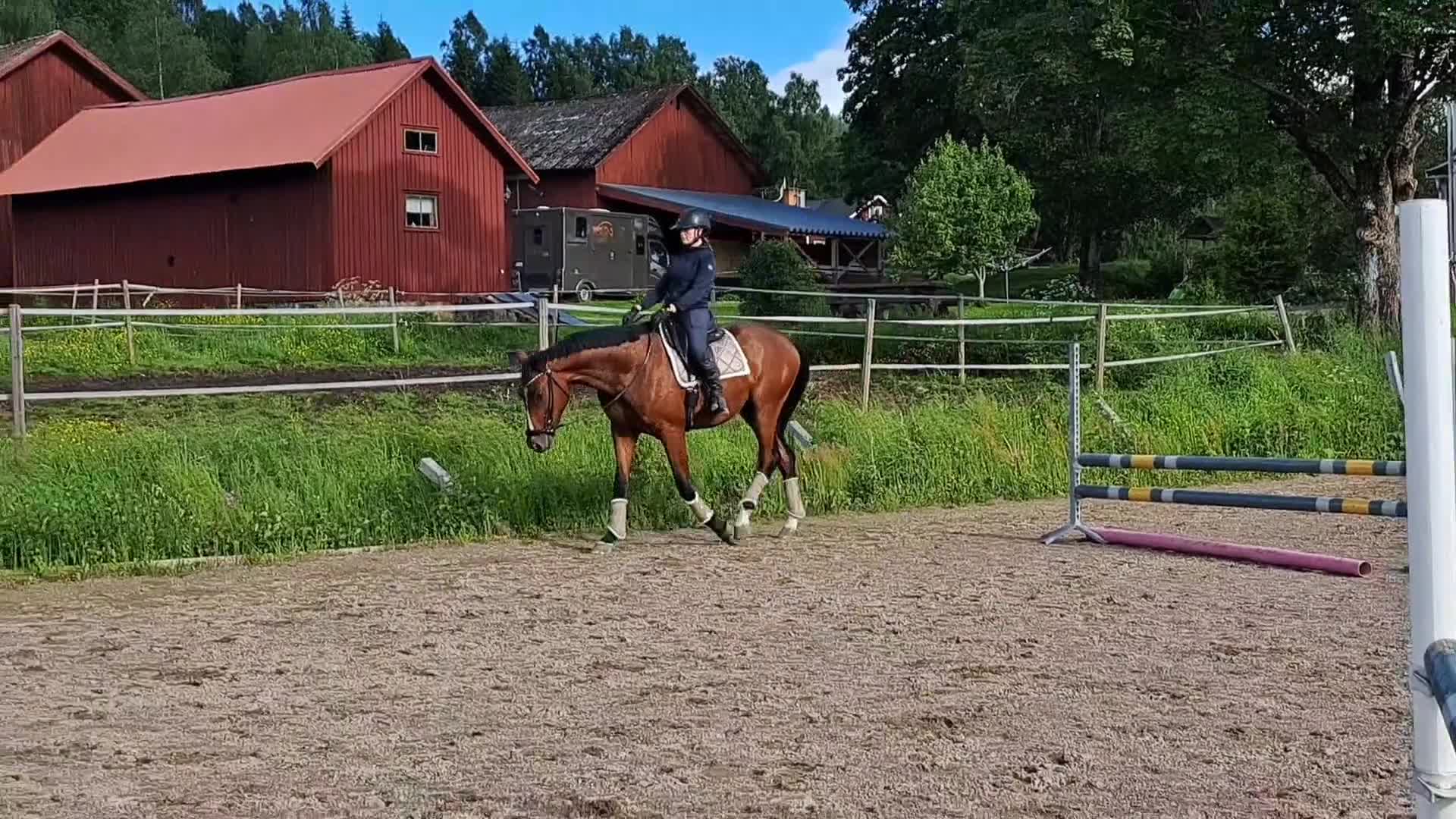 Dressyr hästar till salu: Dressyrhäst med riktigt bra galopp!  - Video 1