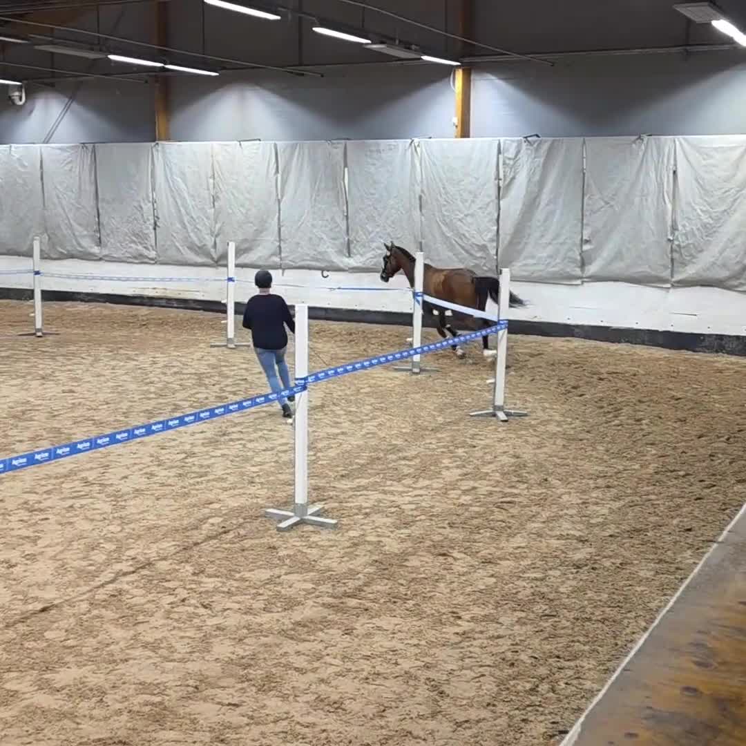 Hoppning hästar till salu: Dubbeldiplom-tagare för dom stora klasserna! - Video 1
