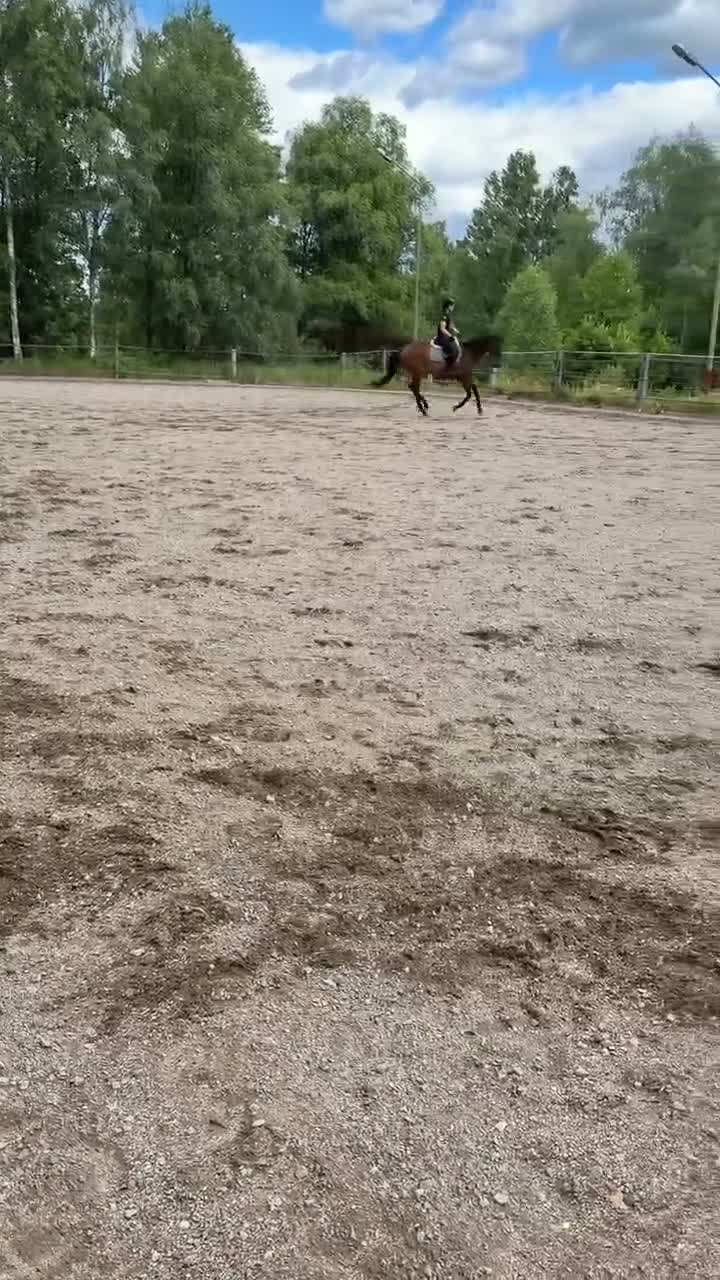 Allround hästar till salu: En bästa vän - Video 3