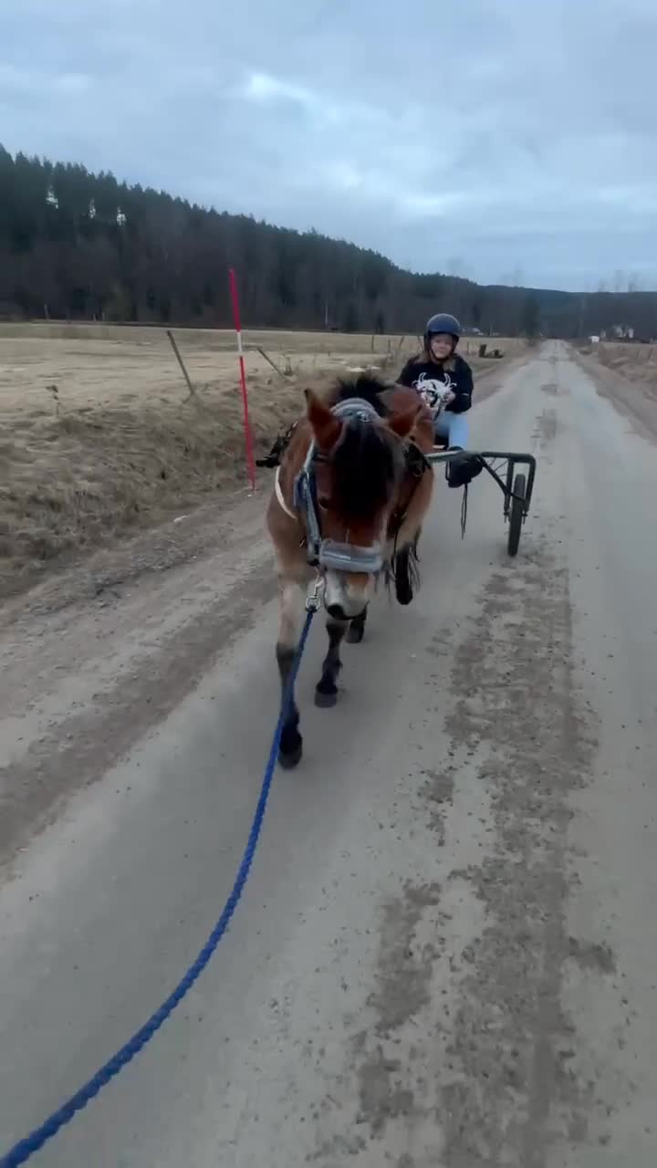 Allround hästar till salu: Russ sto  - Video 1