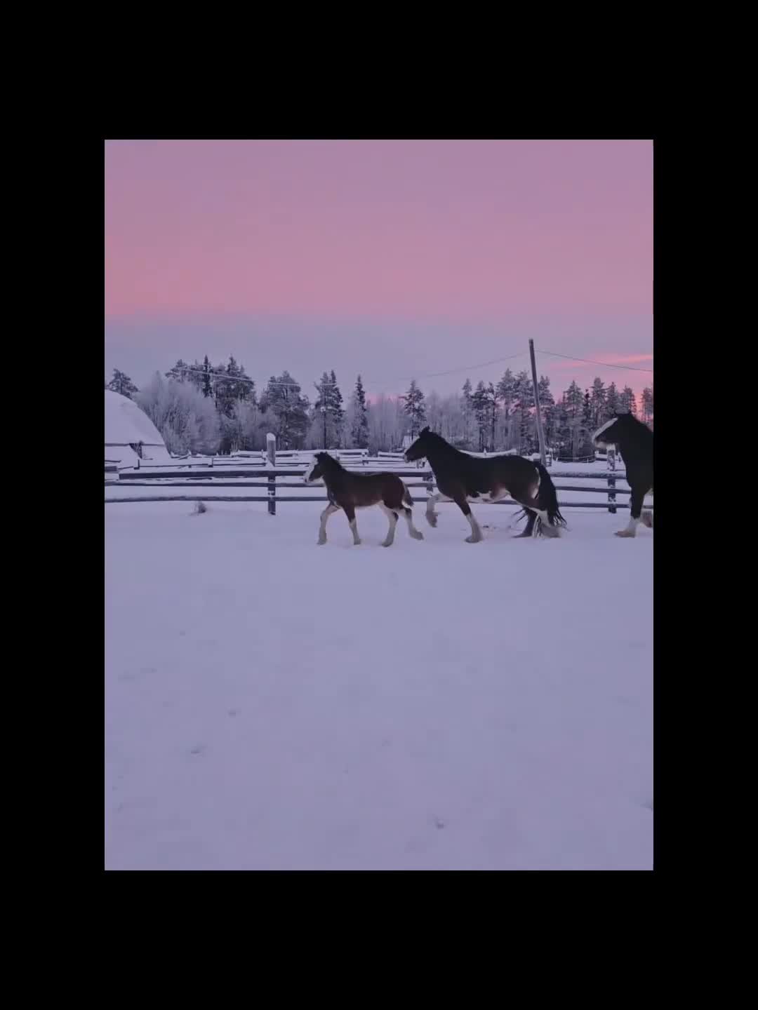 Barockt hästar till salu: Shire Filly with a big potential - Video 1