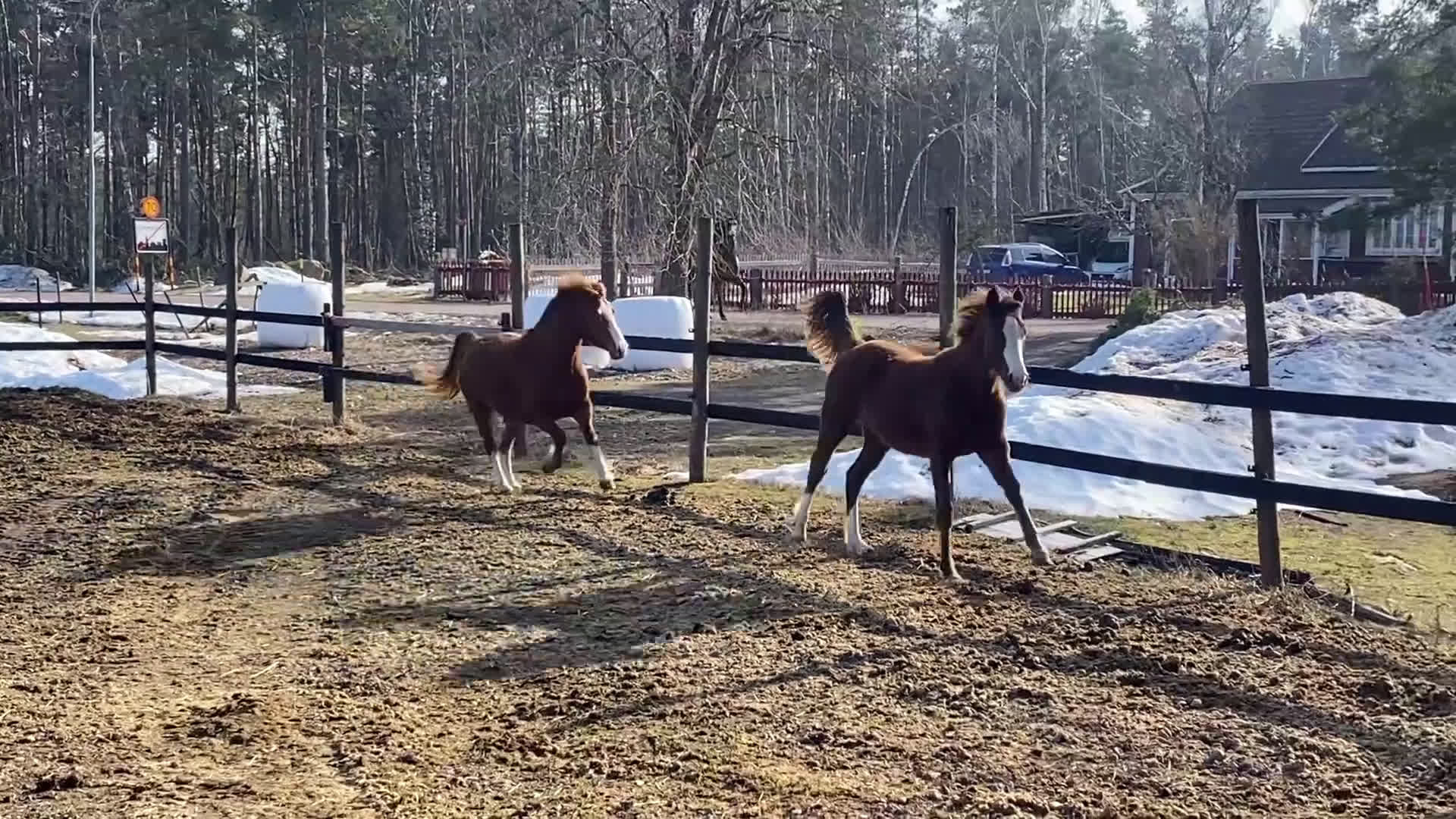 Allround hästar till salu: C-ponny sto welshpartbred-23  - Video 2