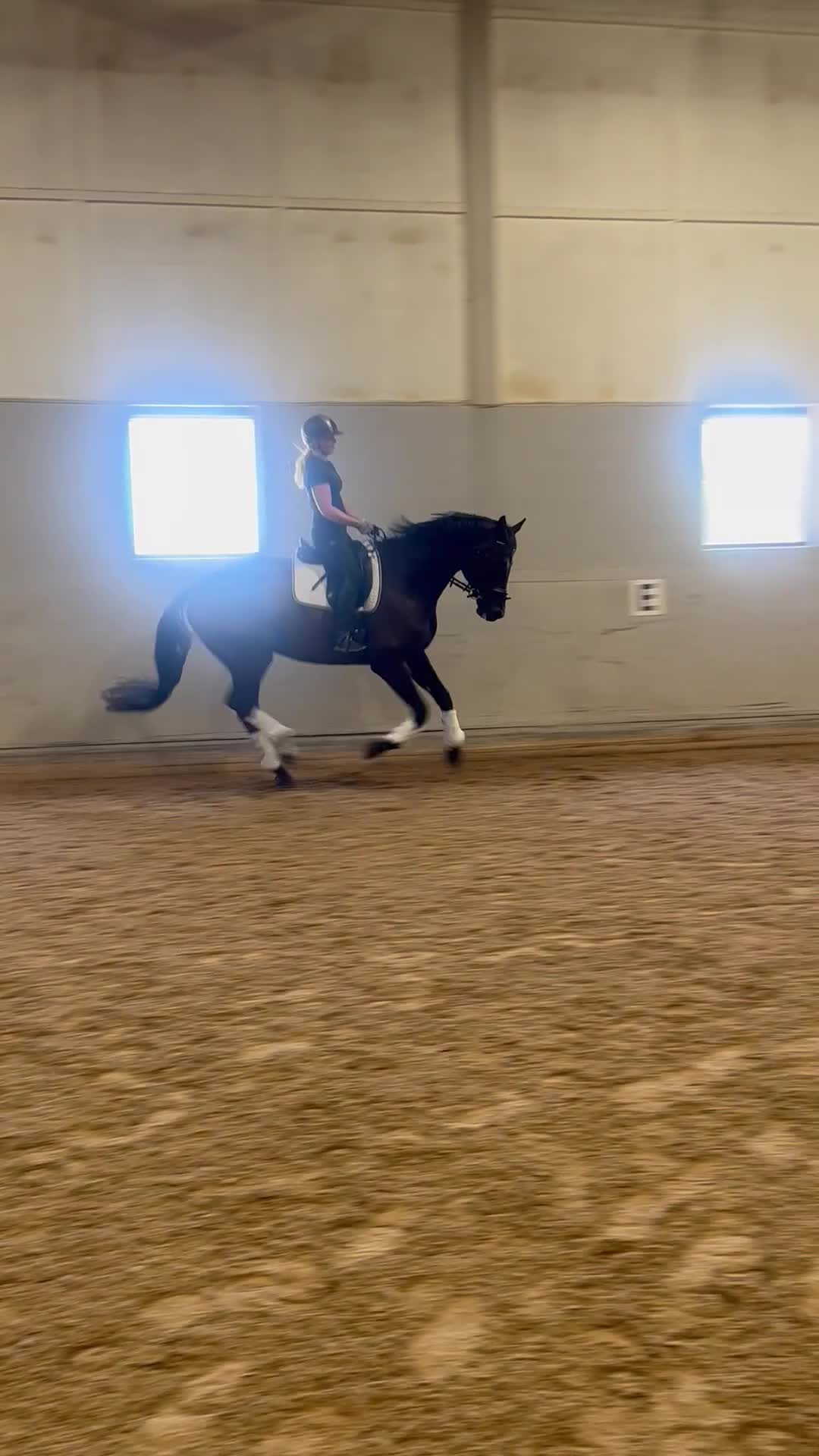 Dressyr hästar till salu: Snäll och trygg dressyrvalack - Video 3