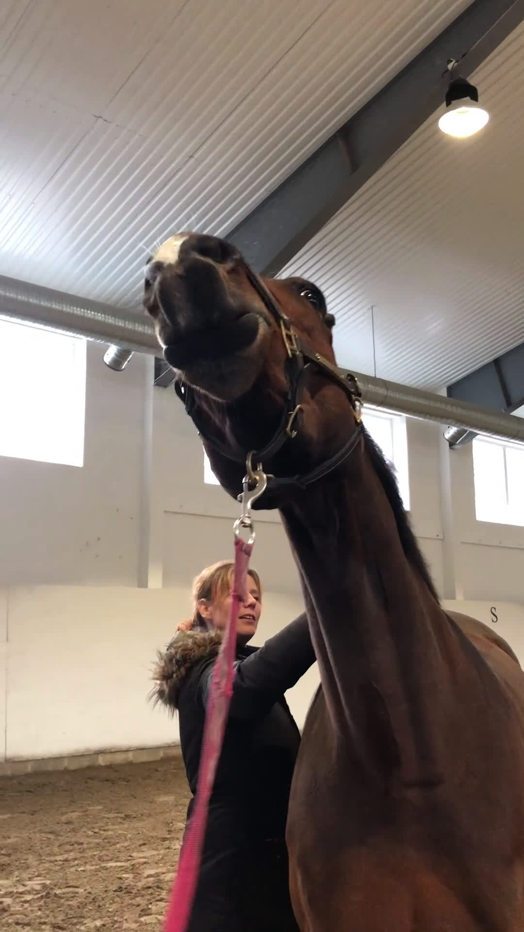 Allround hästar sökes: Sto söker bästavän/ryttare i Uddevalla - Video 1