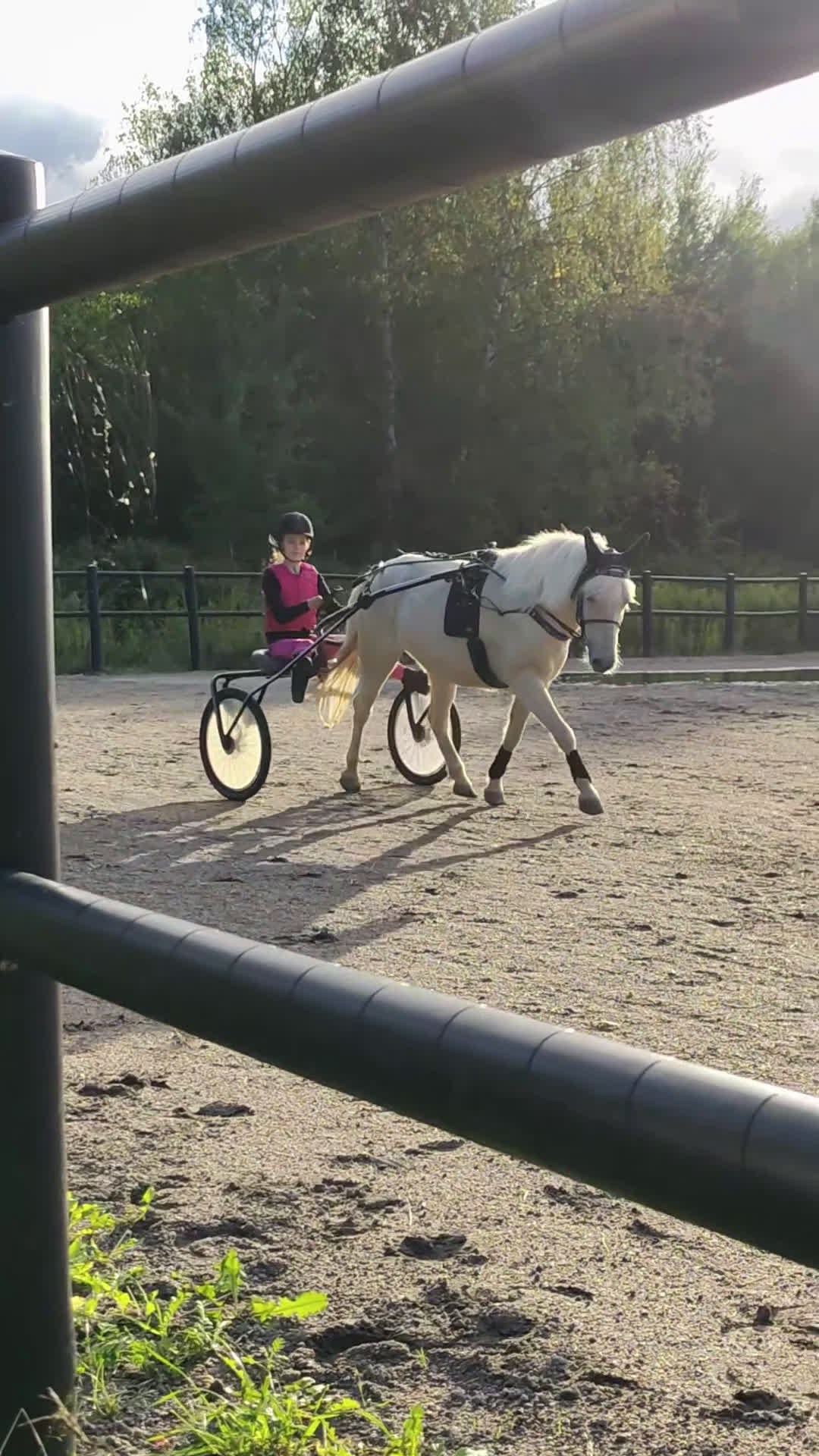 Allround hästar sökes: Ponny köpes! - Video 5