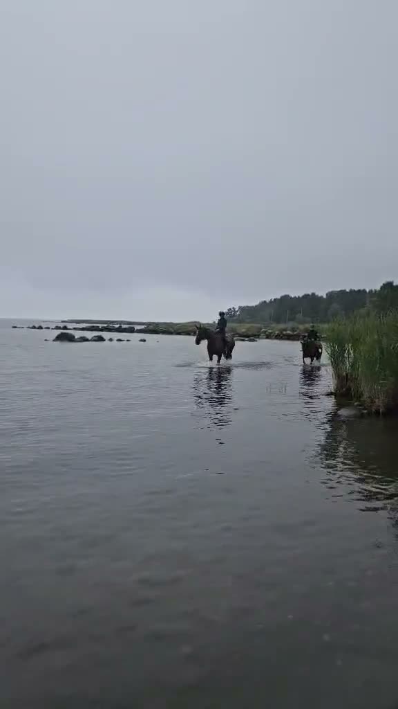 Allround hästar till salu: Lyxig hobbyhäst - Video 1