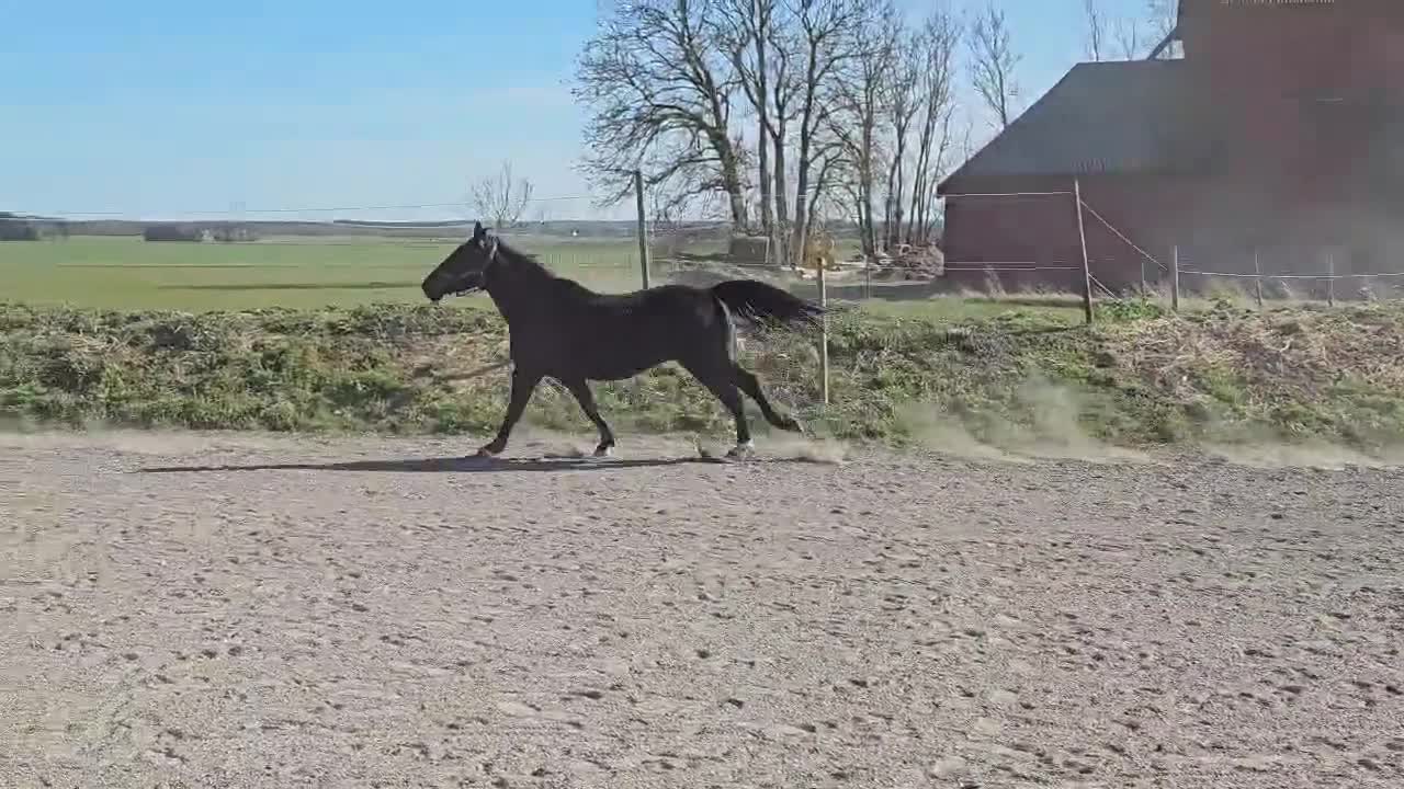 Allround hästar till salu: Oslipad diamant - Video 4