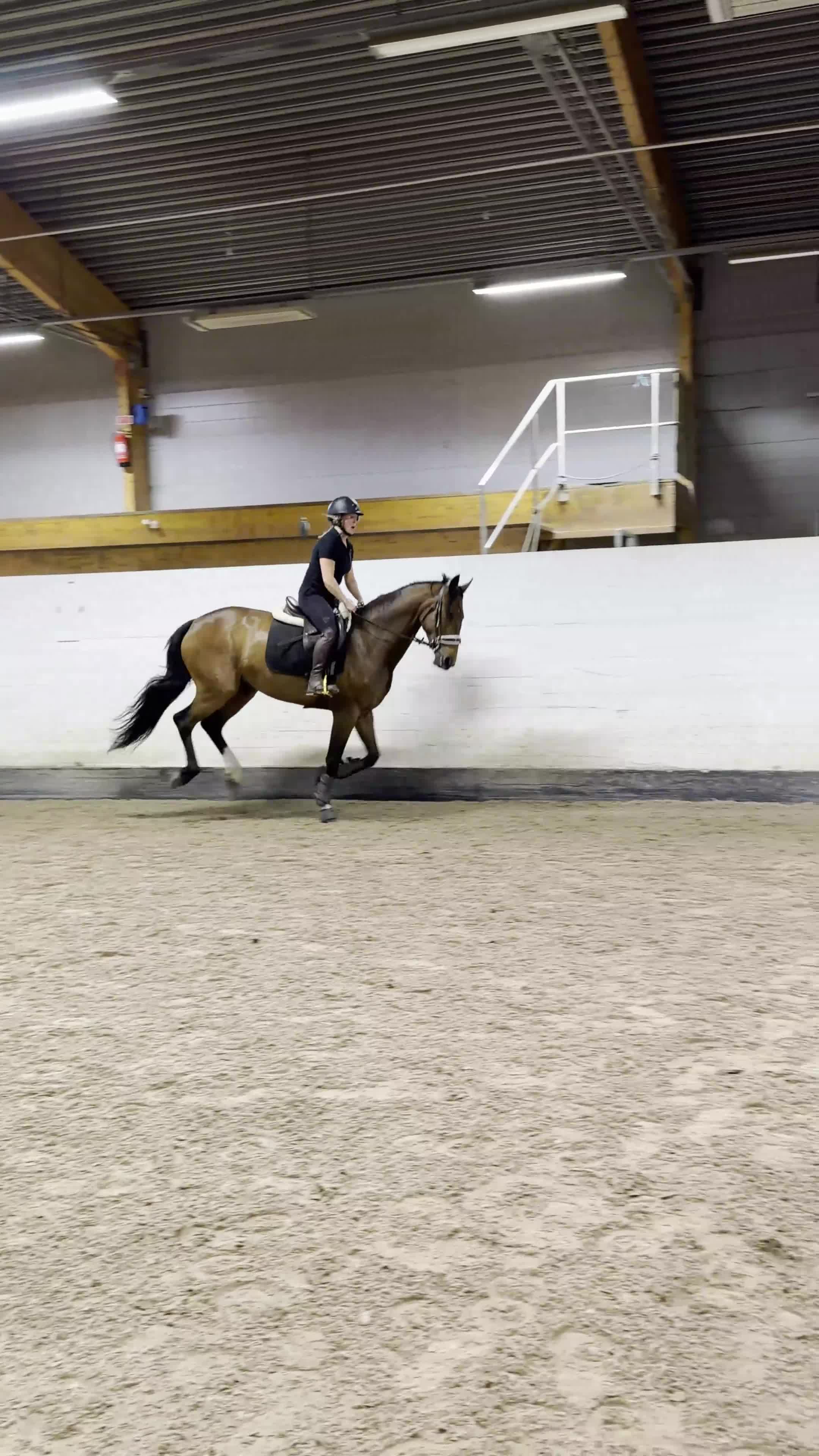 Dressyr hästar till salu: Härlig 6-åring med dressyrstam! - Video 2