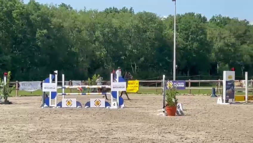 Hoppning hästar till salu: Välhoppande rutinerat hoppsto med fina gångarter - Video 1