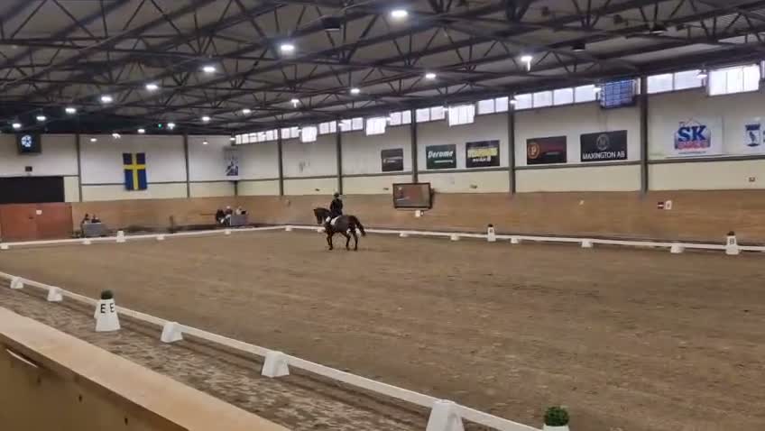 Dressyr hästar till salu: Välmeriterad tävlingshäst och bästa vän - Video 2