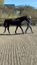 Dressyr hästar till salu: Vacker 1-årshingst med fina poäng - Video 4