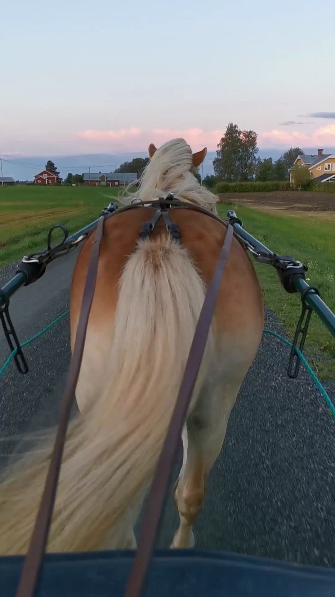 Allround hästar till salu: Trevlig ponny  i Oviken - Video 1