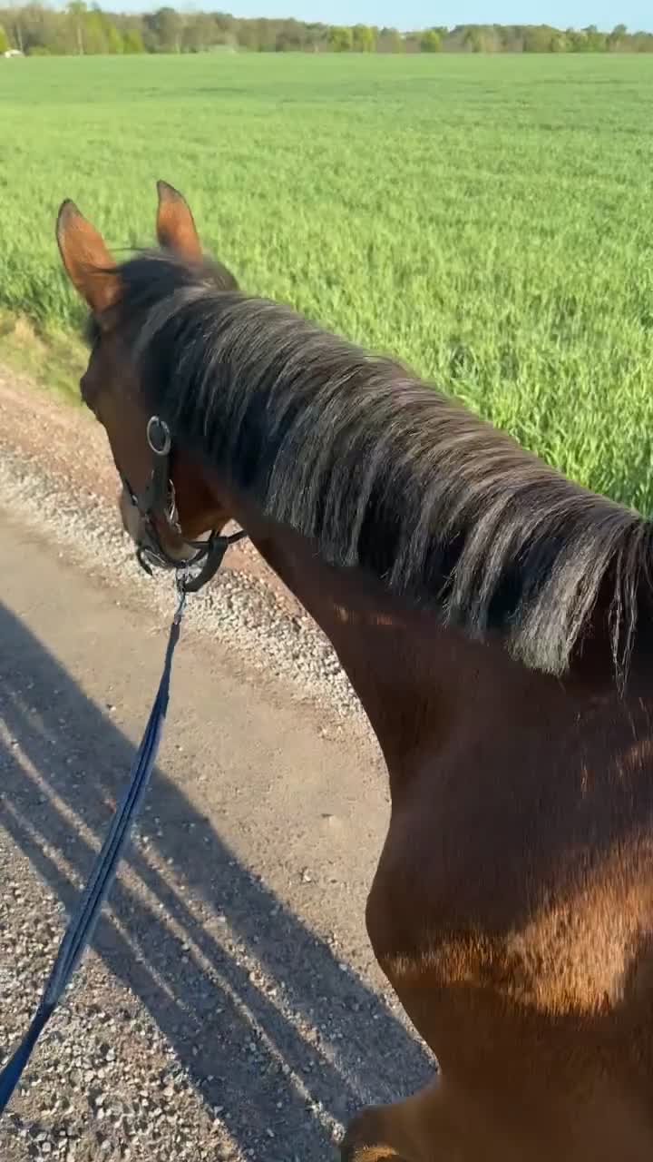 Hoppning hästar till salu: Sockersöt valack  - Video 5