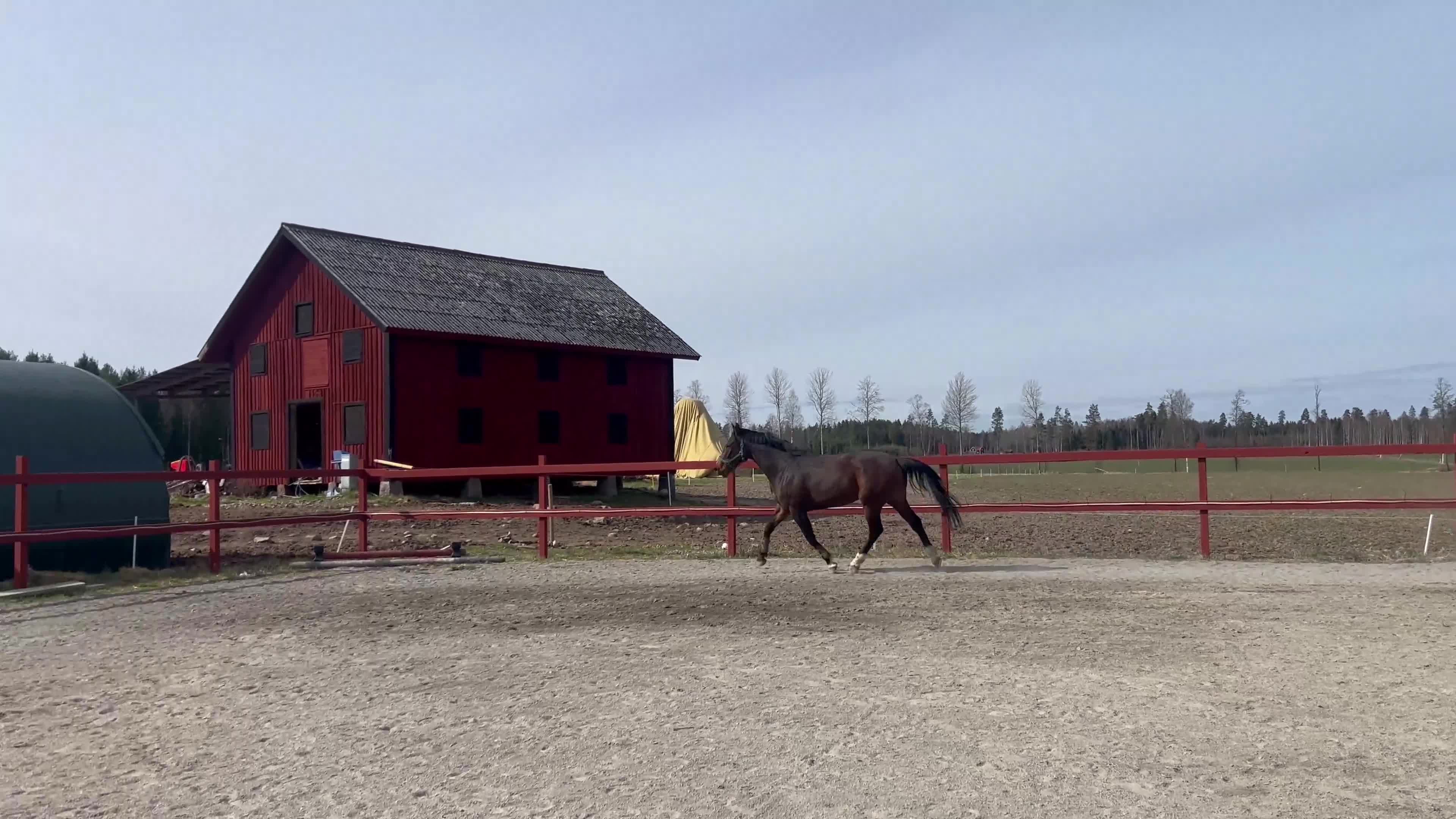 Hoppning hästar till salu: Fin valack -22 e. Contant Q - Video 1