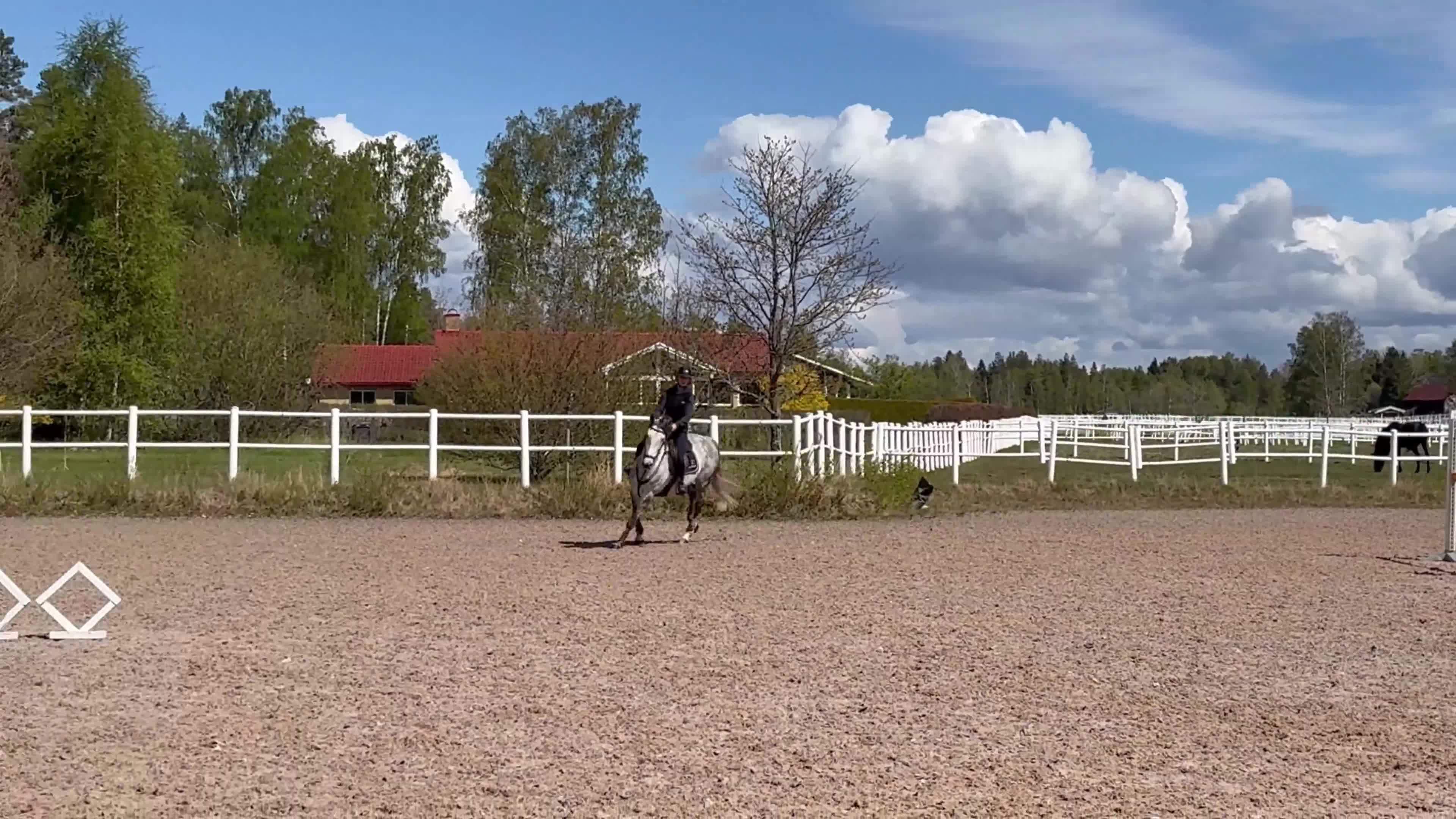 Hoppning hästar till salu: Sto som alltid ställer upp! - Video 1