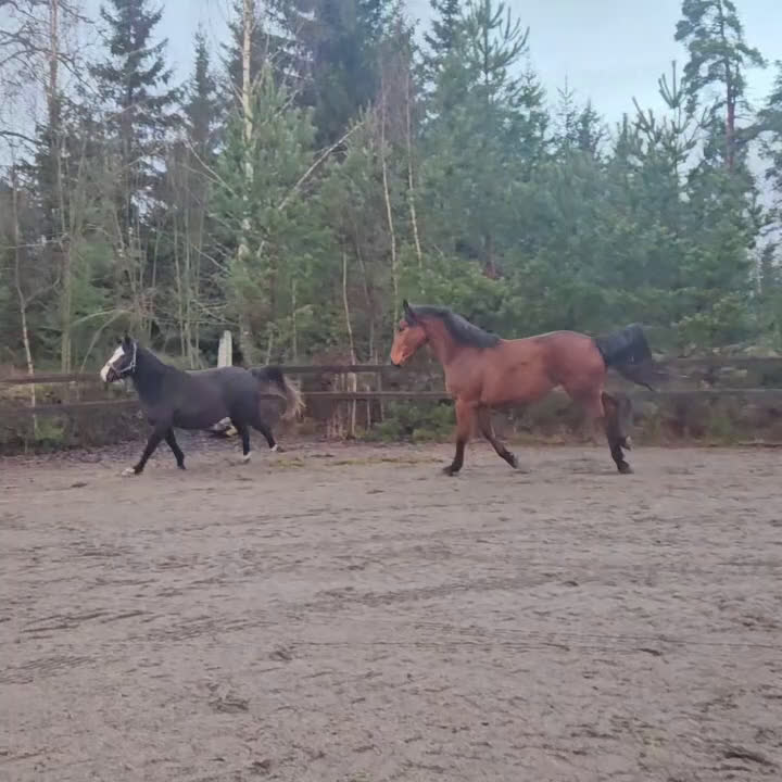 Hoppning hästar till salu: Hoppstammat sto f-23 säljes/bytes i Alunda - Video 1