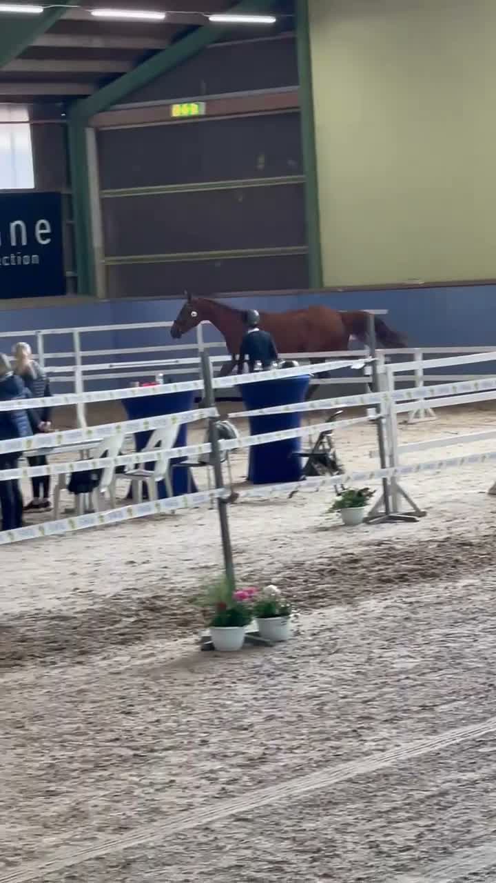 Hoppning hästar till salu: Valack för årgångsklasserna  - Video 3