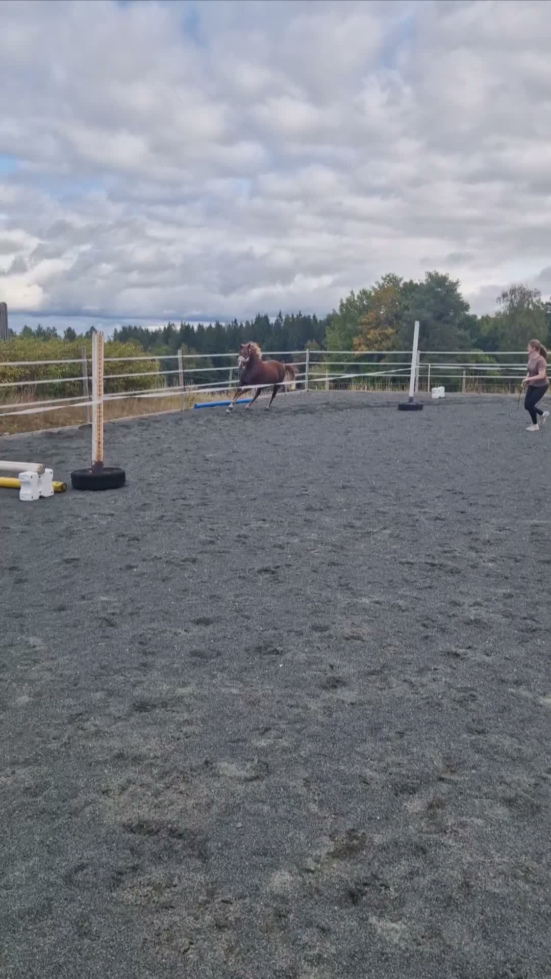 Allround hästar till salu: Supertrevligt 2-årigt sto - Video 5