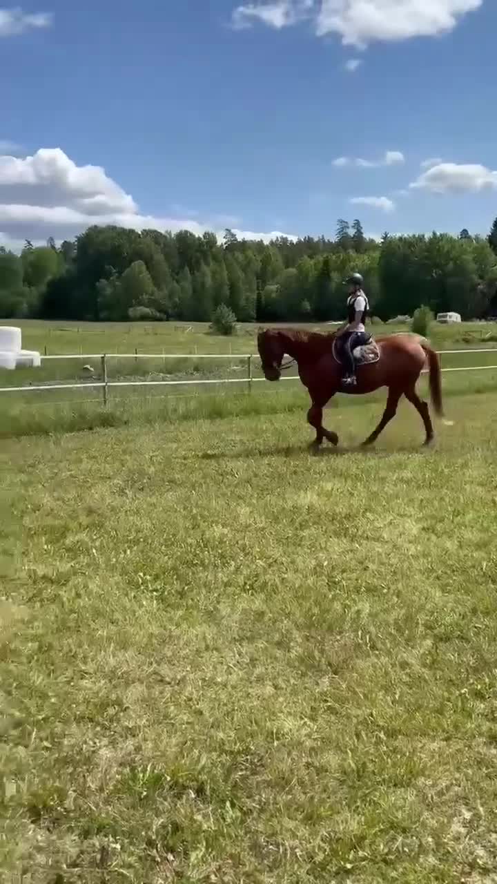 Allround hästar till salu: Charmiga Bosse söker sitt nya drömhem ❤️ - Video 2